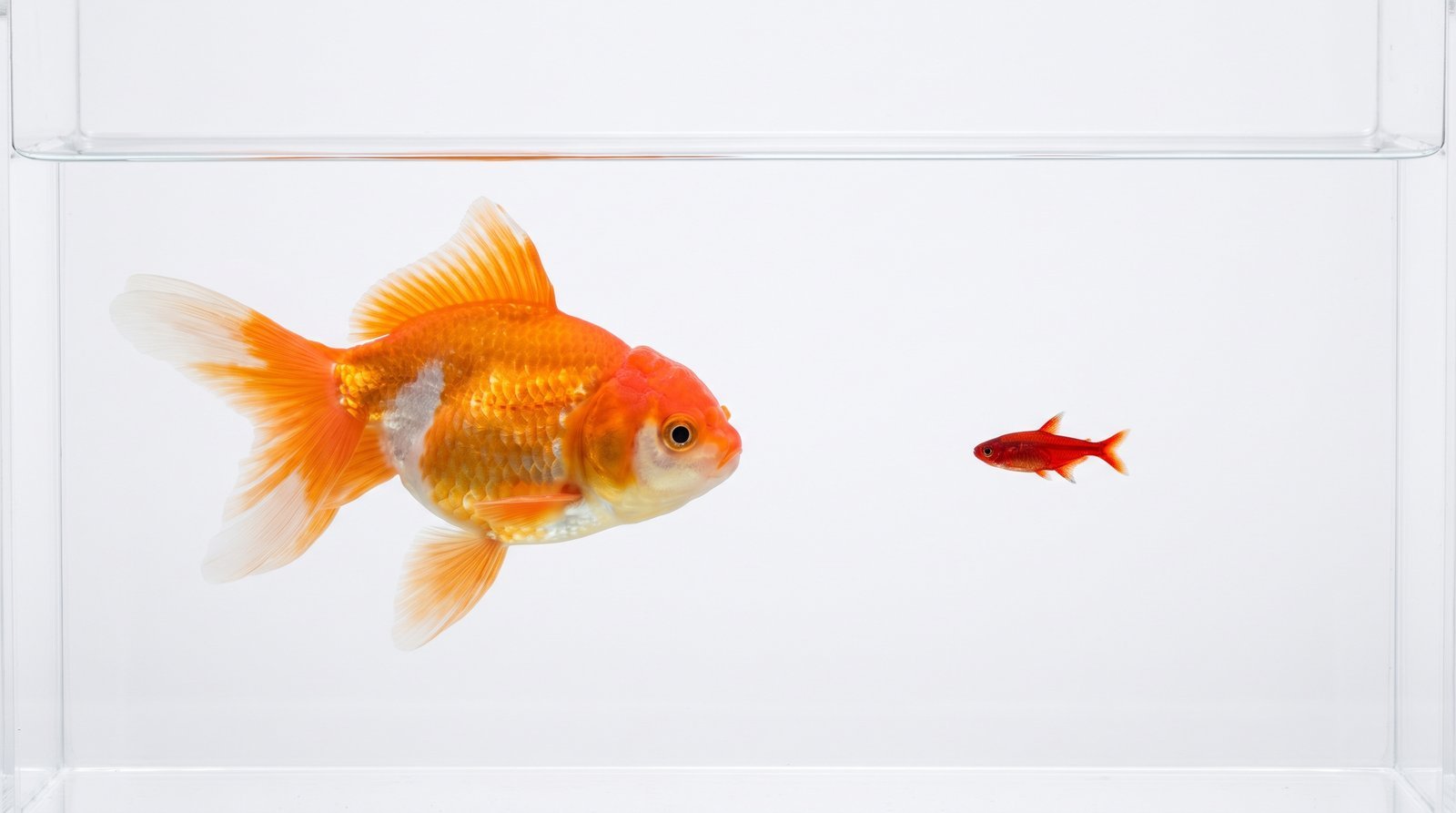 A 10-inch goldfish beside a 1-inch ember tetra