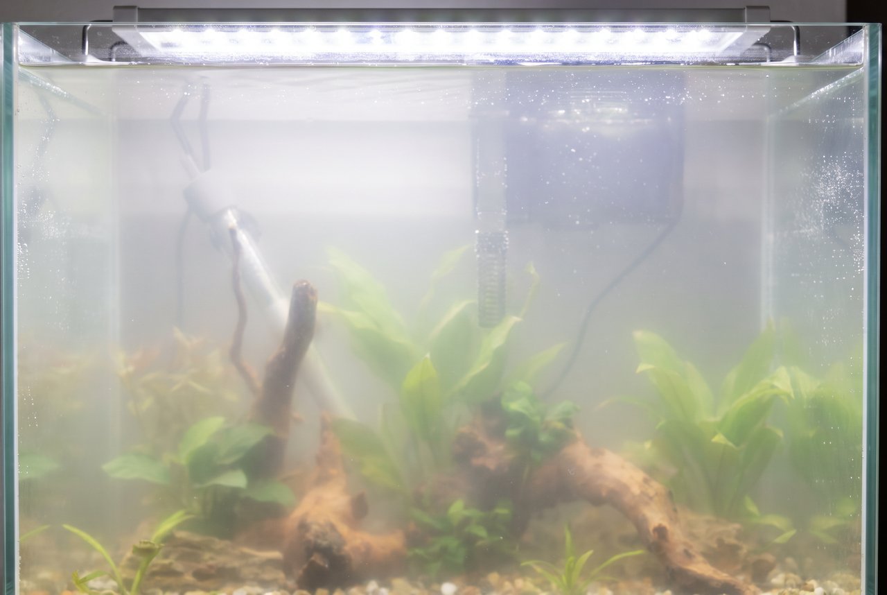 An aquarium with milky white bacterial bloom clouding the water