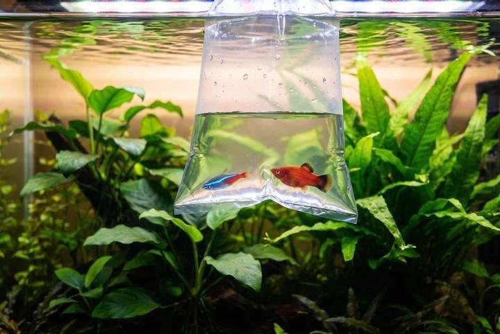 A bag of new tropical fish floating to acclimate at the surface of a planted tank
