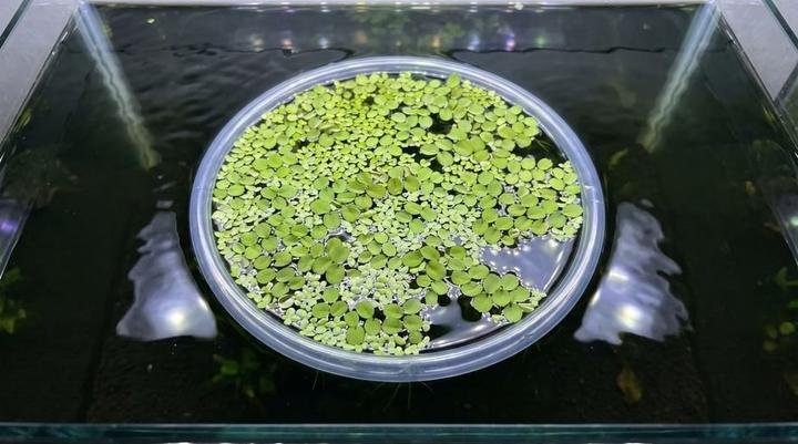 A ring of airline tubing corralling floating plants on the aquarium surface