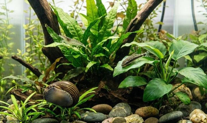 Nerite snail, amano shrimp and otocinclus catfish grazing in a planted aquarium
