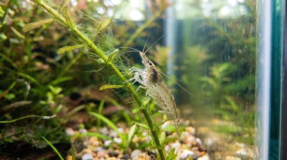Amano shrimp picking green hair algae threads off a plant stem