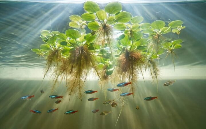 Amazon frogbit floating plants seen from below with roots dangling into the water