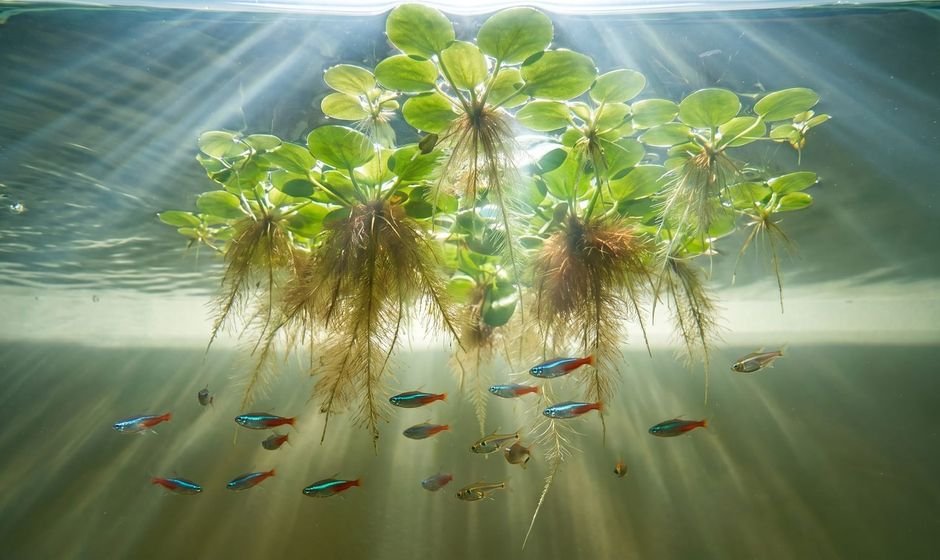 Amazon frogbit floating plants seen from below with roots dangling into the water