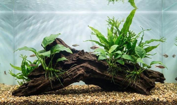 Anubias and java fern attached to driftwood with their rhizomes above the substrate