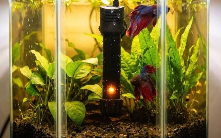 An aquarium heater glowing inside a betta tank