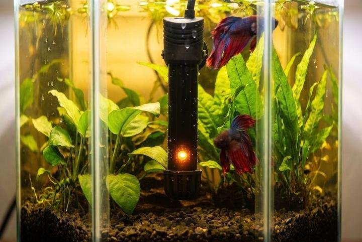 An aquarium heater glowing inside a betta tank