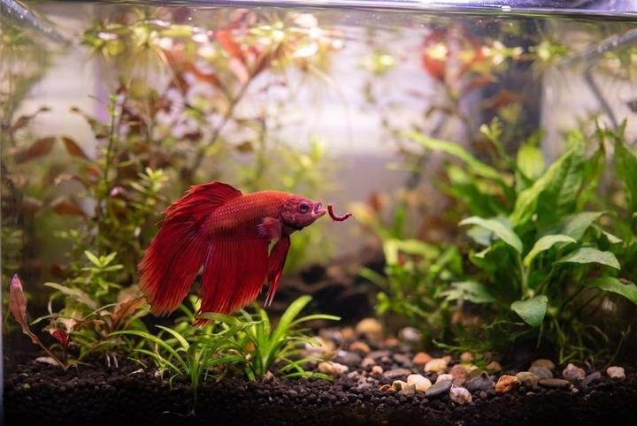 A betta eating a piece of frozen food in a planted tank