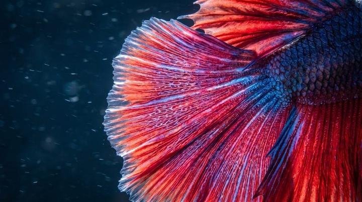 Backlit betta fins showing the translucent fin membrane in close-up