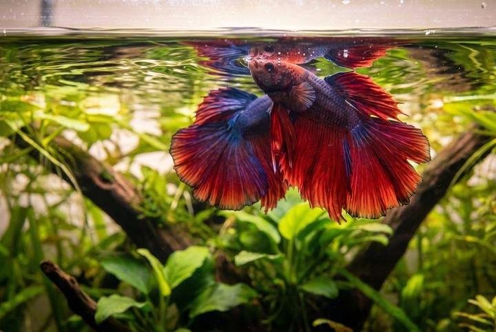 A betta fish gulping air at the surface of a planted tank
