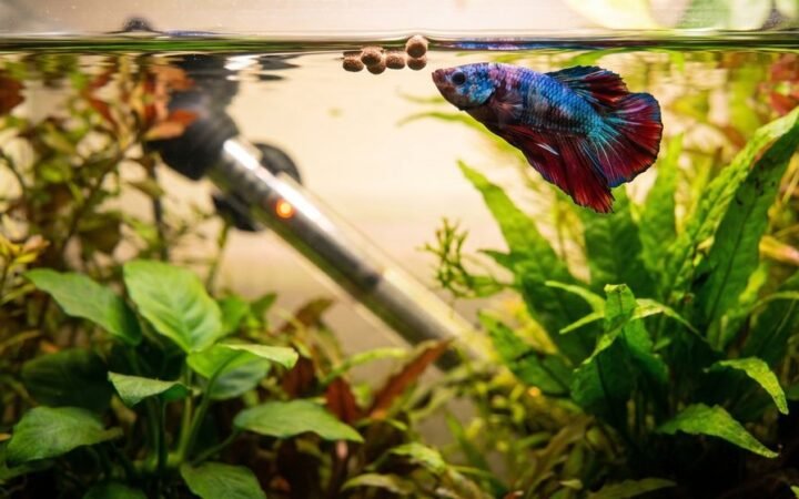A betta near the surface of a planted tank beside floating pellets