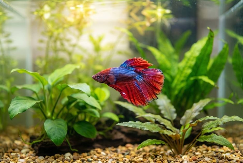 A red and blue betta swimming in a planted 5-gallon aquarium