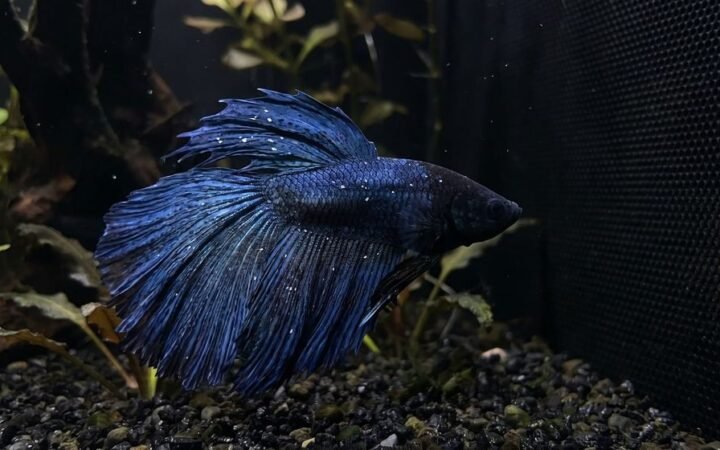 Dark blue betta fish with small white spots scattered on its fins