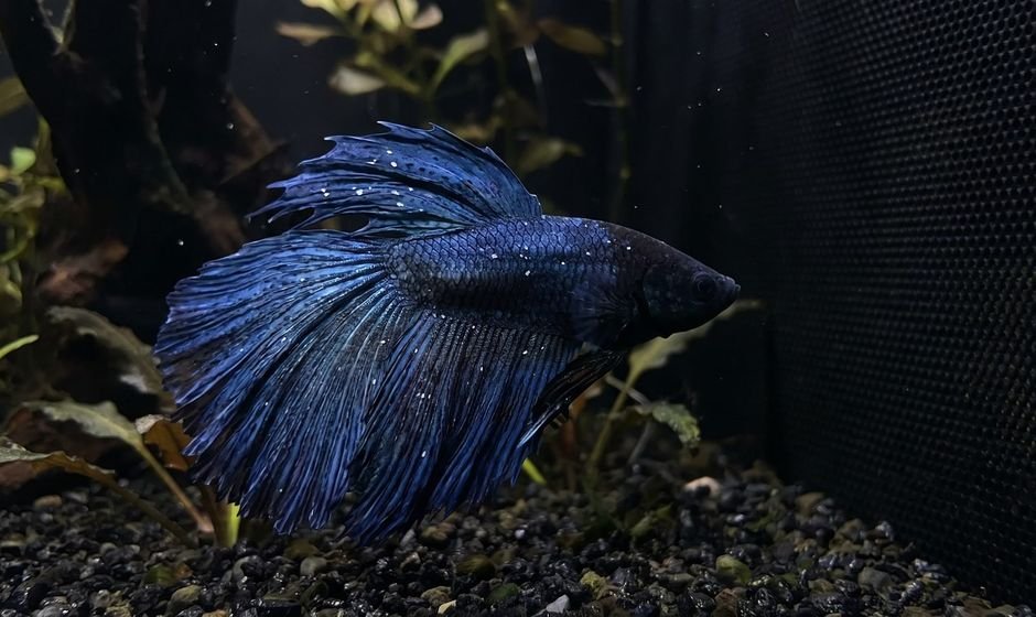 Dark blue betta fish with small white spots scattered on its fins