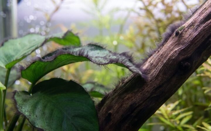Black beard algae tufts growing on the edge of an anubias leaf and on driftwood