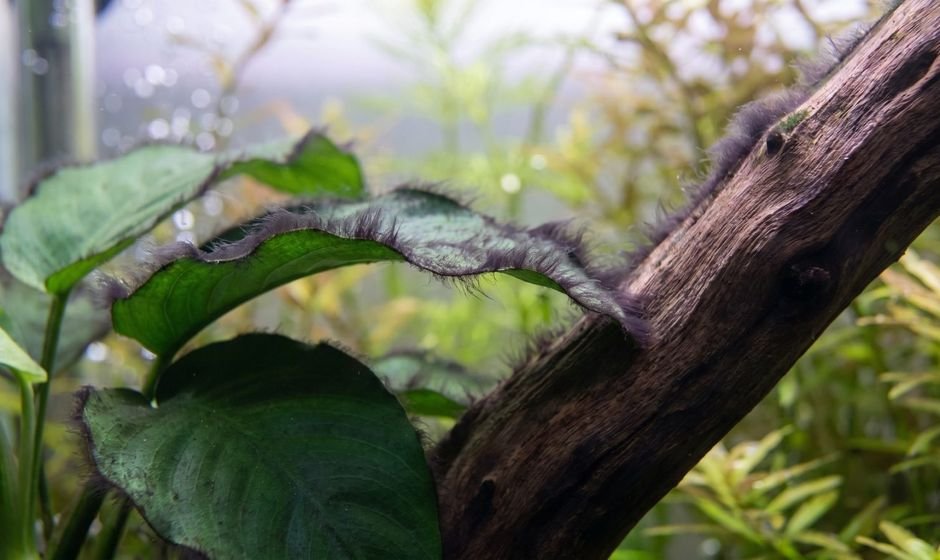 Black beard algae tufts growing on the edge of an anubias leaf and on driftwood