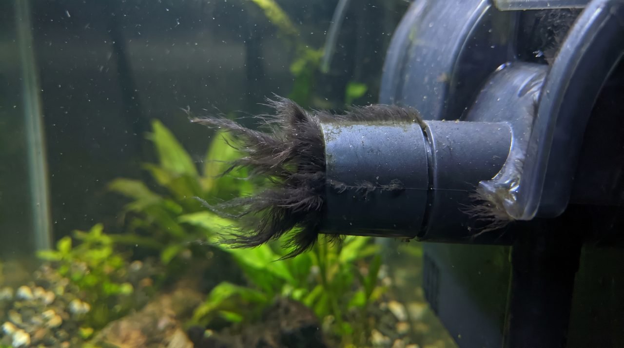 Black beard algae tufts growing on an aquarium filter outflow nozzle