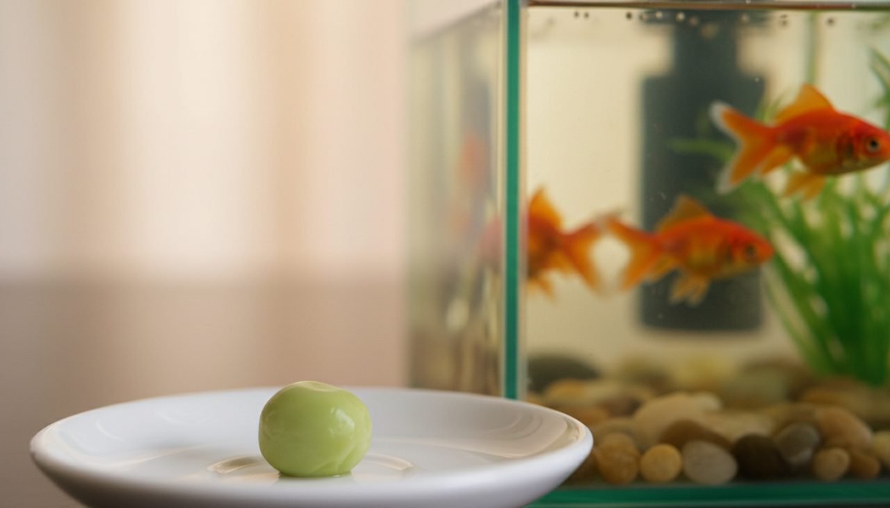 A shelled blanched pea, the follow-up meal after a 48-hour goldfish fast