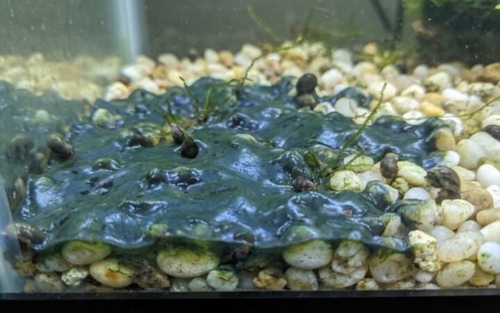 Slimy blue-green cyanobacteria mat spreading across pale aquarium gravel