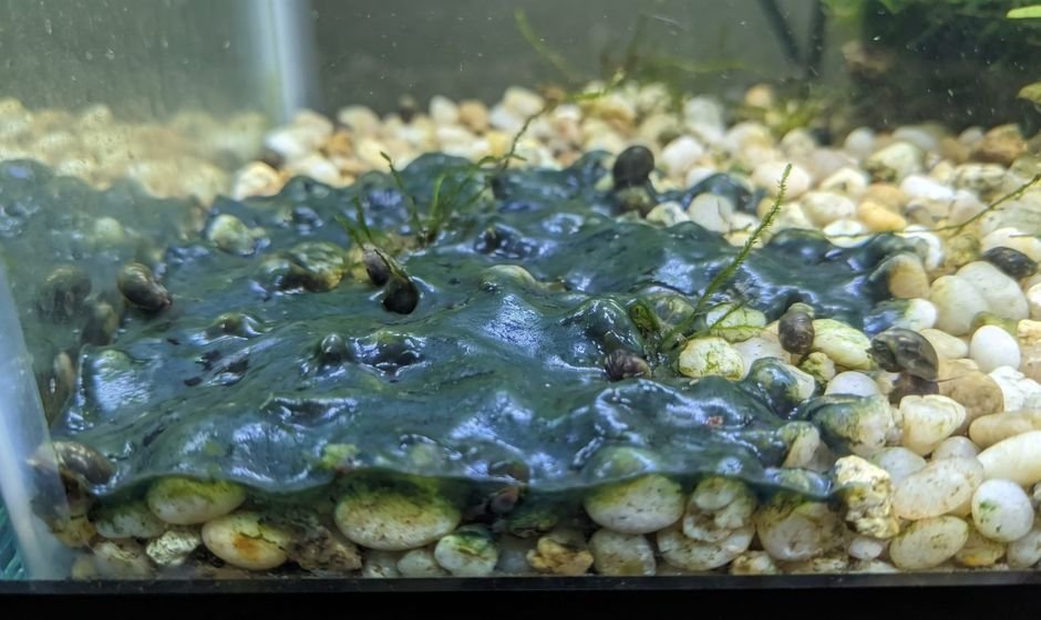 Slimy blue-green cyanobacteria mat spreading across pale aquarium gravel
