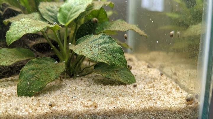 Dusty brown diatom film coating aquarium plant leaves and sand