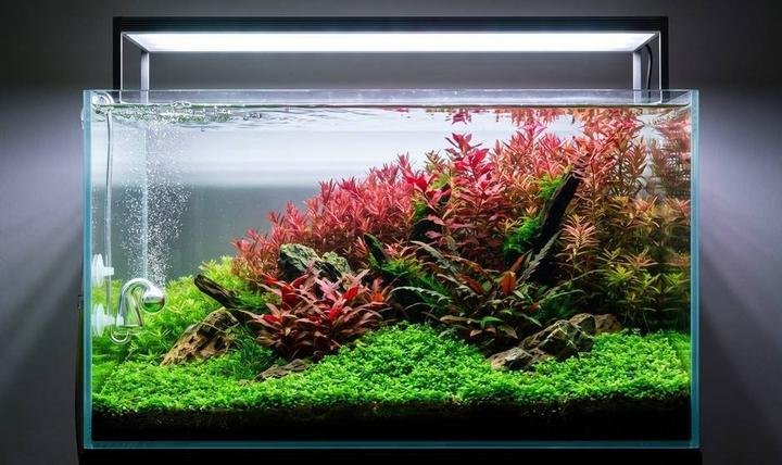 CO2 diffuser releasing fine bubbles in a high-tech planted aquarium
