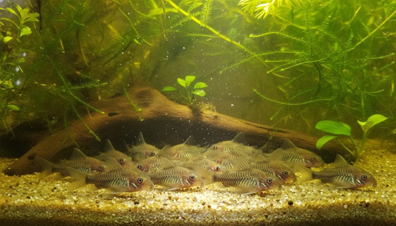 Bottom-dwelling cory catfish, the classic safe betta tank mates