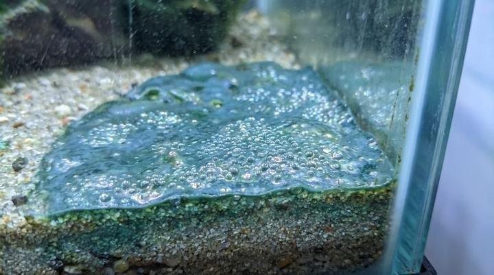 Blue-green cyanobacteria mat with trapped oxygen bubbles along the front glass