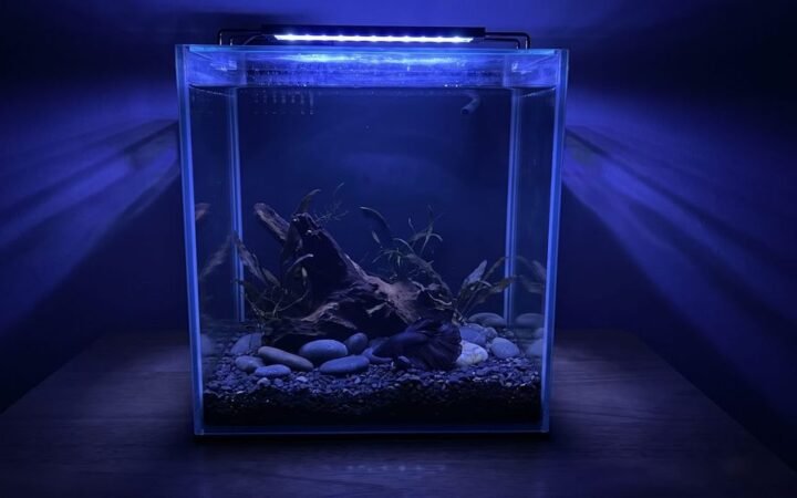 A single fish resting in a dimly lit, quiet aquarium