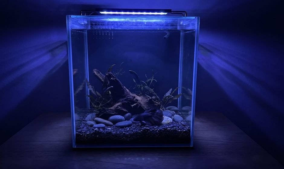 A single fish resting in a dimly lit, quiet aquarium