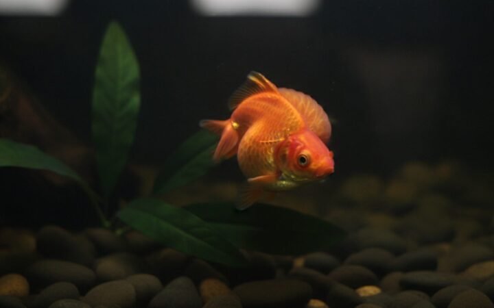 Swollen fish from above with scales raised like an open pinecone, the dropsy tell