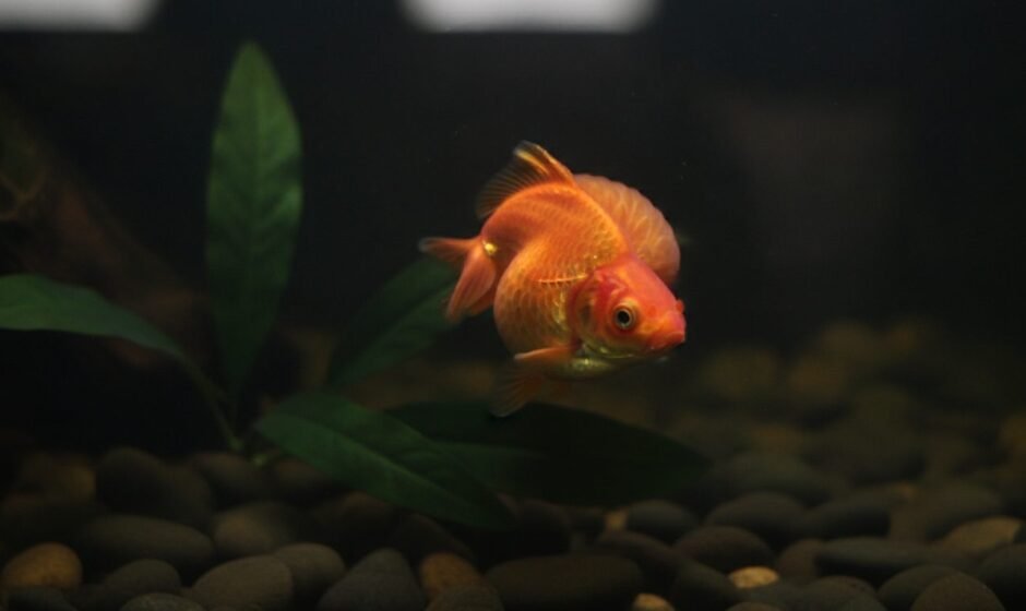 Swollen fish from above with scales raised like an open pinecone, the dropsy tell