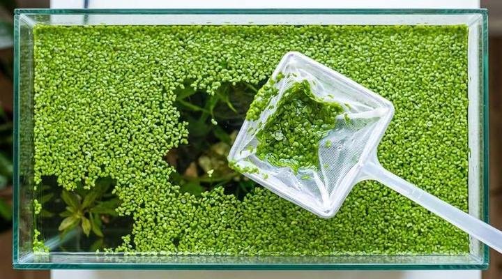Aquarium surface completely covered in duckweed with a net lifting some away