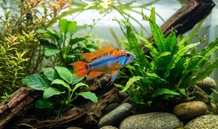 Colorful dwarf cichlid swimming in a planted freshwater aquarium
