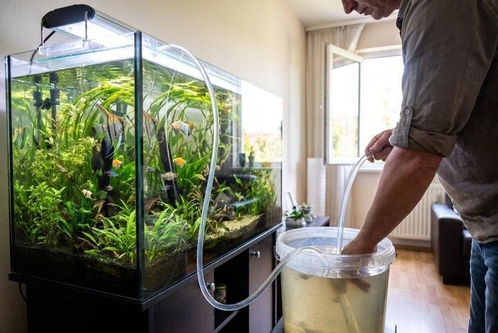 A large emergency water change on an aquarium with a bucket and siphon