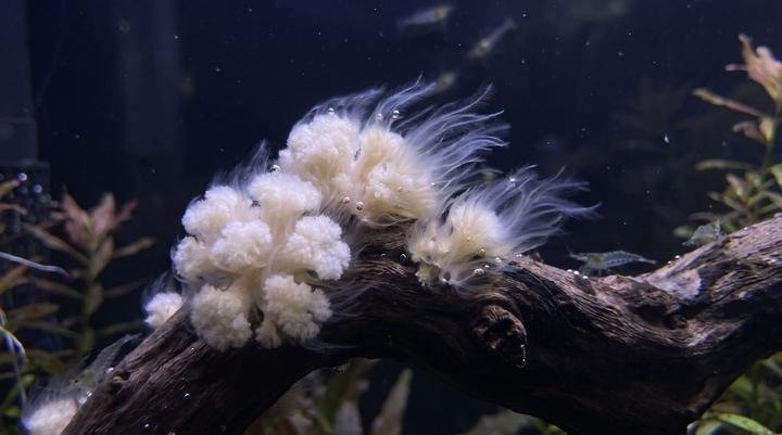Fuzzy white epistylis-like tufts growing on aquarium driftwood