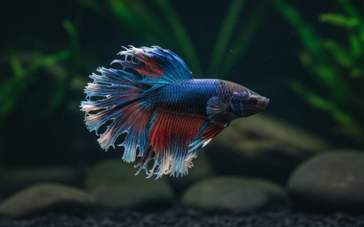 Betta with ragged uneven fin edges, the early stage of fin rot