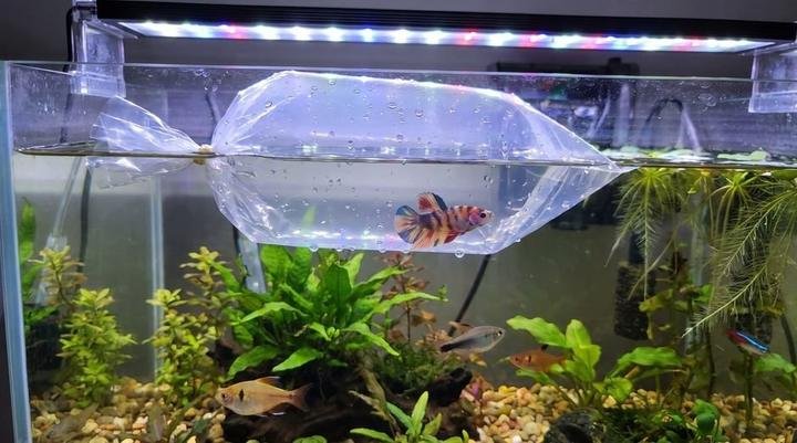 Sealed fish transport bag floating on an aquarium surface to acclimate