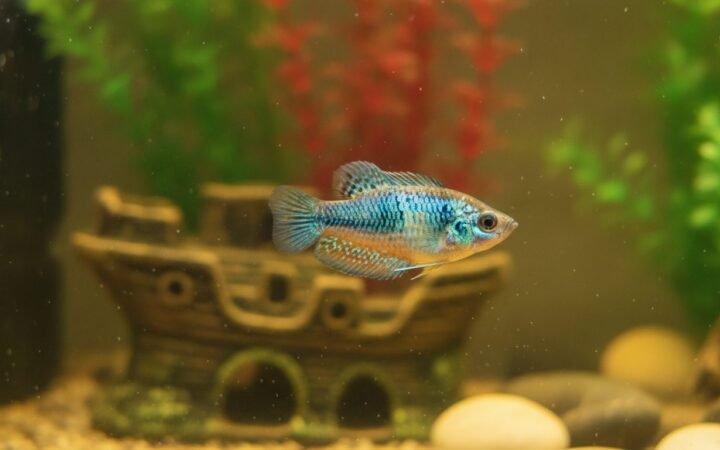 Freshwater fish tilted sideways at an unnatural angle in a home aquarium
