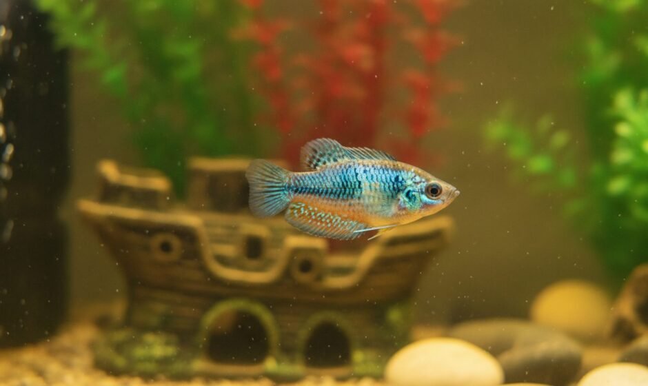 Freshwater fish tilted sideways at an unnatural angle in a home aquarium