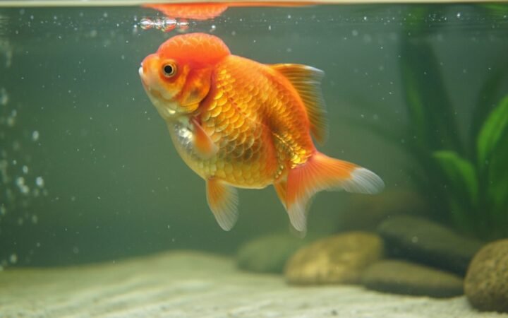 Fancy goldfish floating tilted at the surface, the classic swim bladder picture