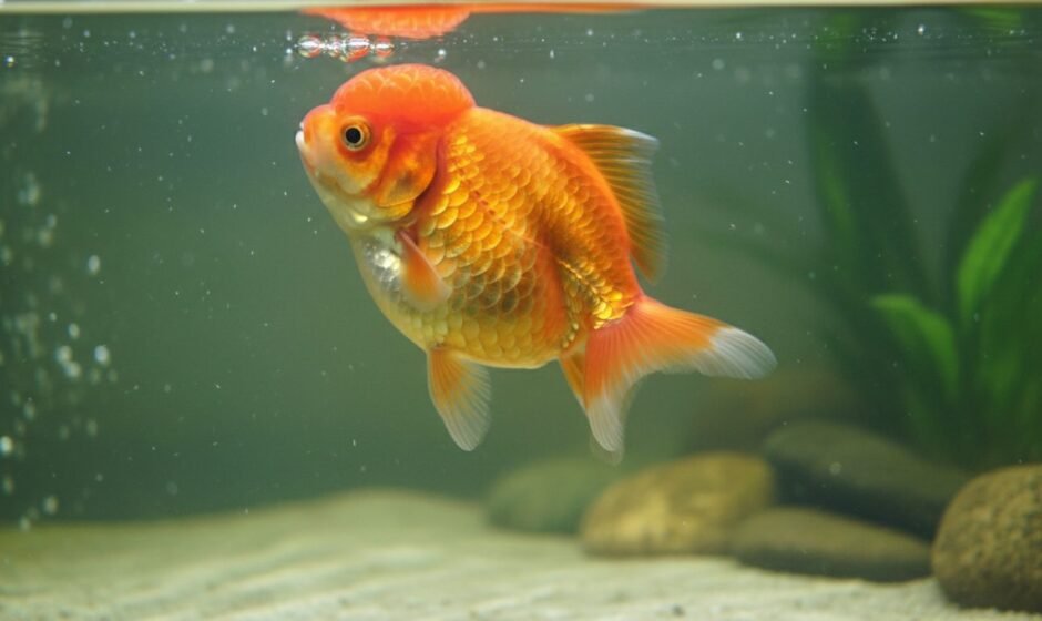 Fancy goldfish floating tilted at the surface, the classic swim bladder picture