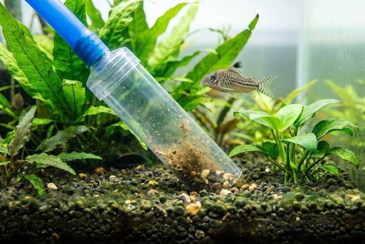 A gravel vacuum lifting debris out of aquarium substrate