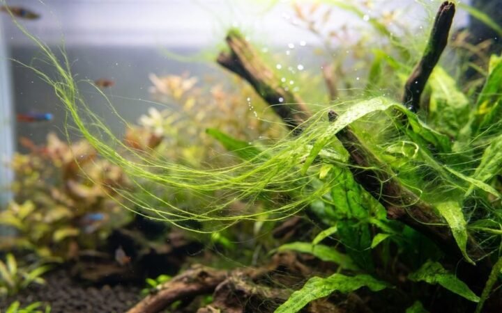 Long green hair algae threads draped over aquarium plants