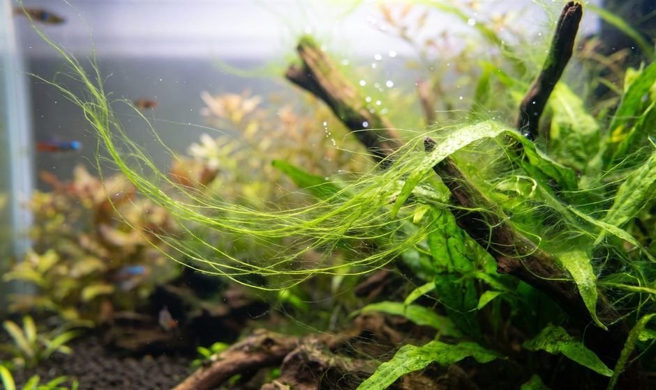 Long green hair algae threads draped over aquarium plants