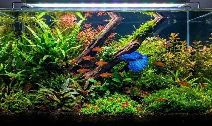 A vibrant planted 10-gallon community aquarium with a betta, tetras and shrimp