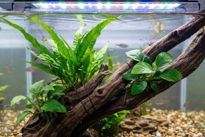 Java fern and Anubias growing on driftwood in an aquarium