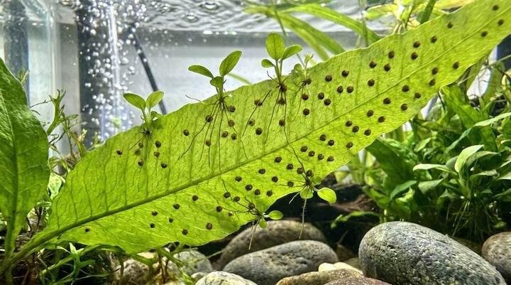 Rows of plantlets growing on the underside of a java fern leaf