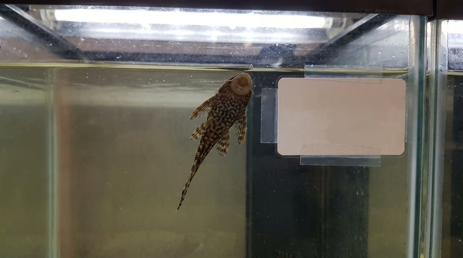 A juvenile common pleco in a store tank