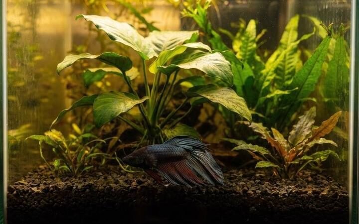 A betta resting listlessly near the bottom of the tank